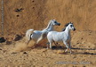 Rabab Stud, Egypt