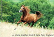 Al Waha Arabian Stud, GB