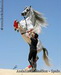 Andalusian Stallion, Spain