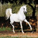 Martensson Arabian Farm, Mallorca