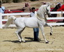 Aljazira Arabians, Kuwait